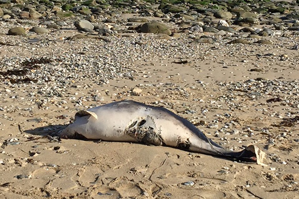  The extraordinary account comes after a headless dolphin was washed up at Portreath in Cornwall also covered in huge teeth marks