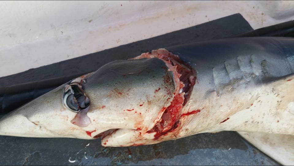  Fishermen witnessed another shark being eaten alive in Newquay, Cornwall