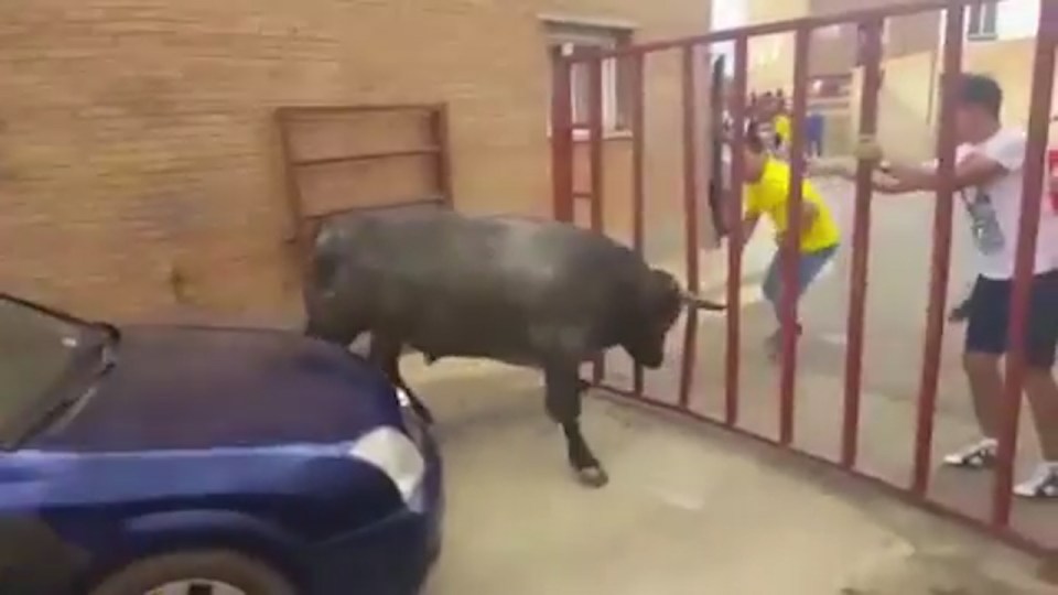  The bull charges a metal barrier in a bid to gore locals