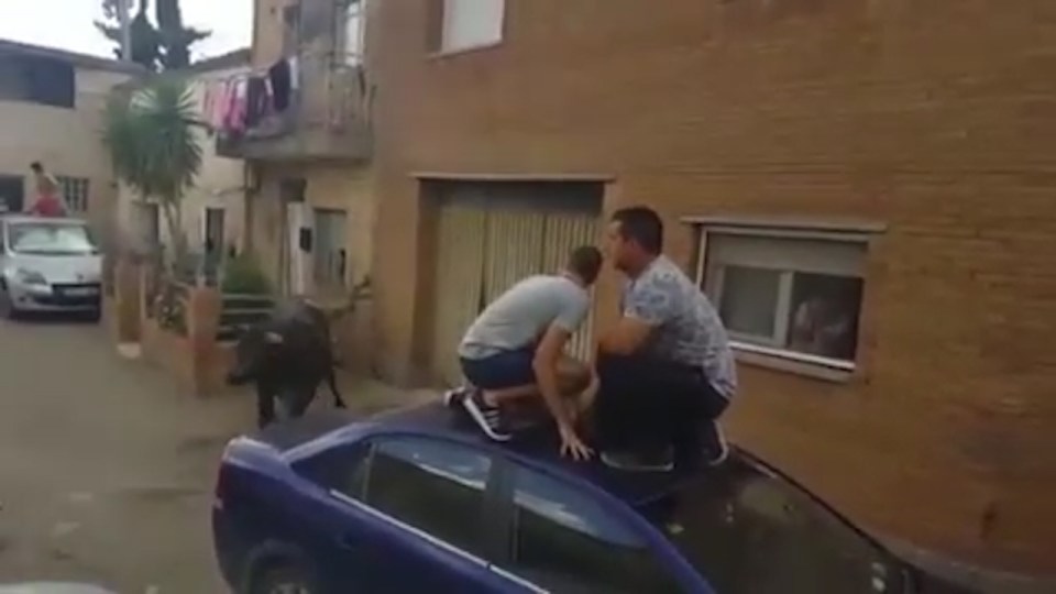  Two men cower on the roof of a car as the bull closes in