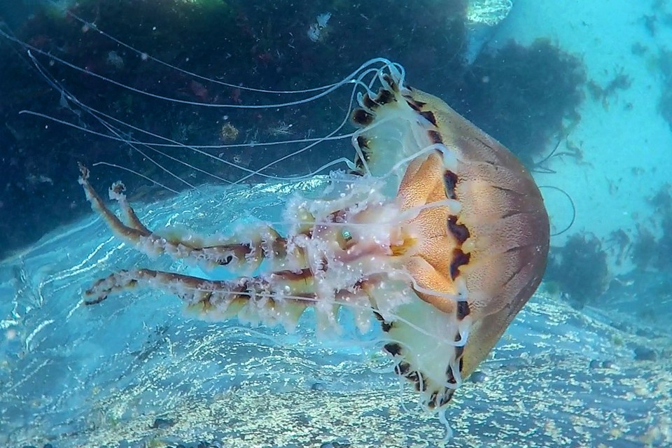  Compass jellyfish are one of several varieties found off the coast of Britain