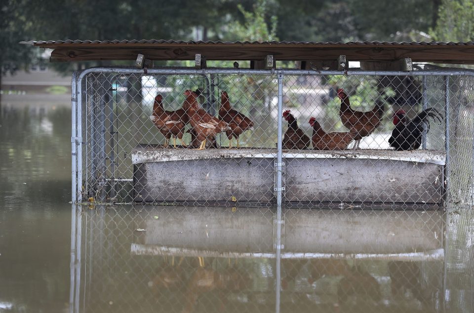  Chickens are seen in a flooded coop in a neighbourhood inundated with flood waters