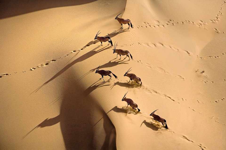  Gemsbok have no problems coping with the inhospitable conditions of the south west African nation's Namib desert