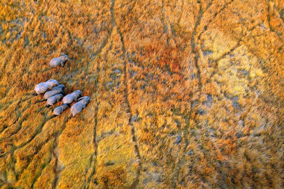  The world's largest inland delta dries up severely for much of the dry season, changing the landscape from green vegetation to a golden haze