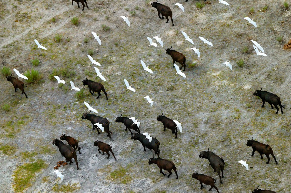  A herd of buffalo wander through Okavango. The animals are considered to be one of the 'big five' safari-goers should try to spot