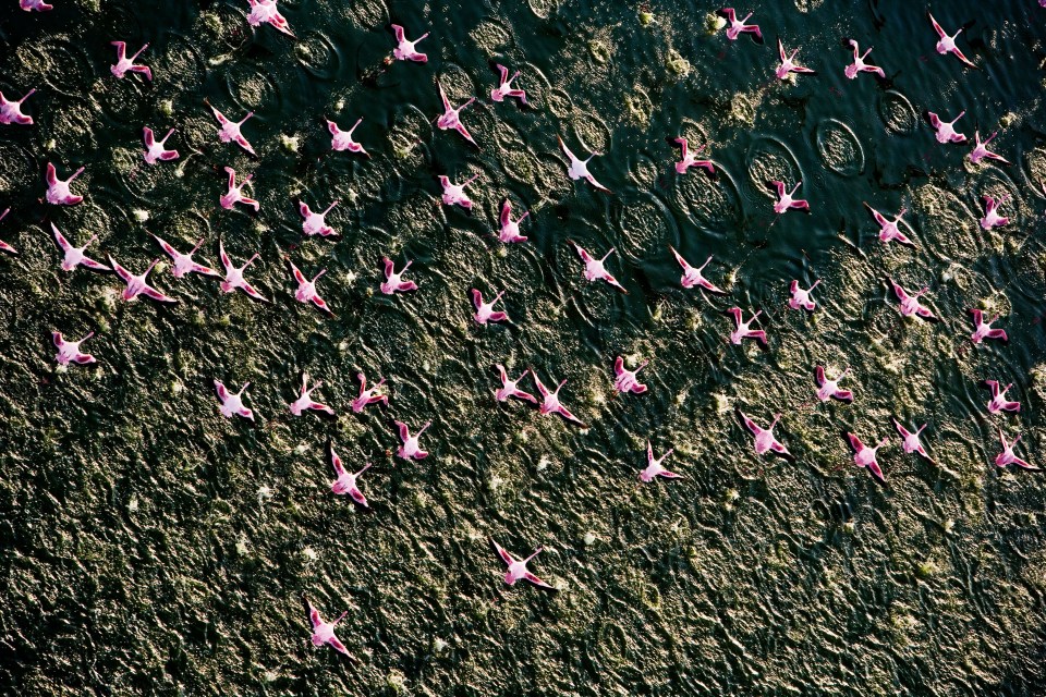  Flamingos will often migrate between the great lakes of Kenya. Here, they are seen in flight over Lake Turkana