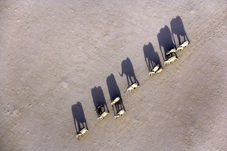  The hardiness of elephants is demonstrated by their ability to survive the arid conditions of Namibia's harsh deserts