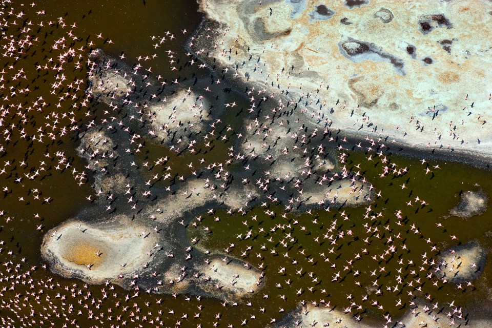  Flamingos in flight at Lake Bogoria provide a stunning backdrop to the waters of the Kenyan national park