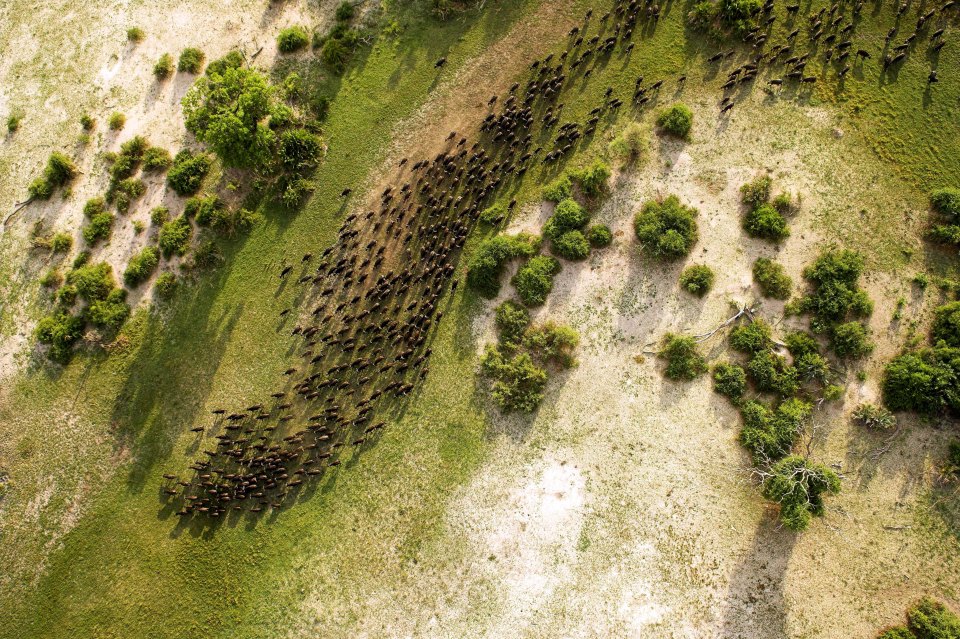  A giant herd of buffalo migrate through the area's plains during the dry season. The incredible snap was one of a series taken by German photographer Michael Poliza