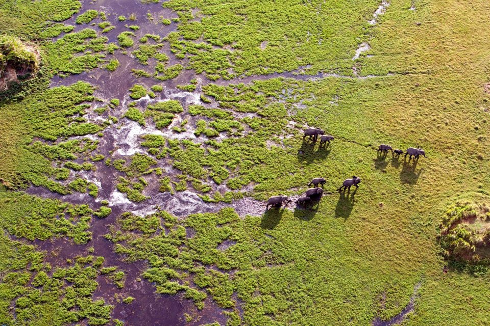  A herd of African elephants traipse through the lush mangrove swamps of Botswana's Okavango Delta