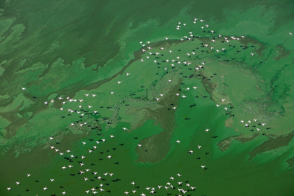  Algae blooms in Lake Bogoria as a giant flock of flamingos swoops overhead