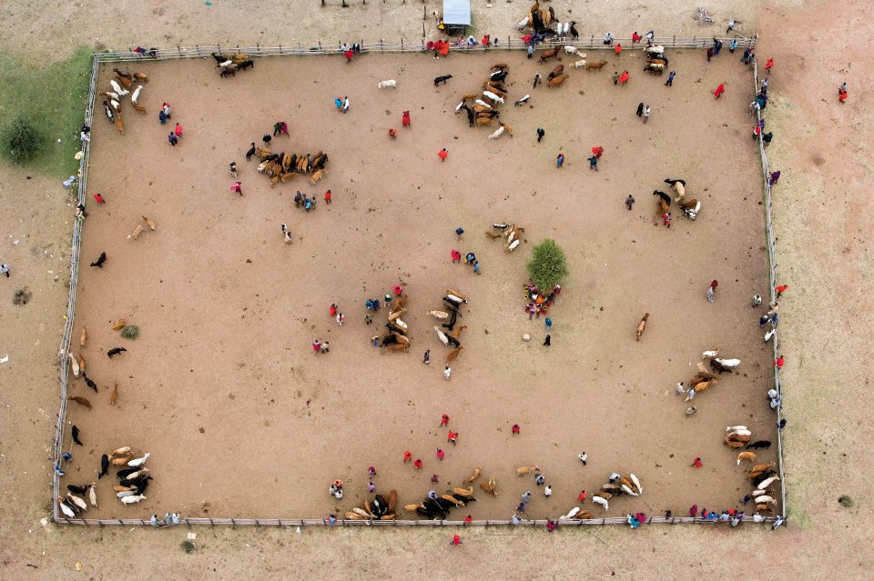  Poliza does not restrict his work to wildlife. Here, he captures the haggling of a Maasai Mara cattle market in Kenya