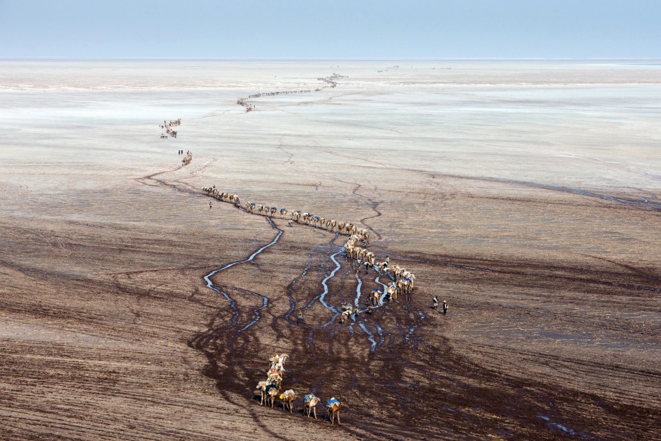  A camel caravan moves through the salt pans of Ethiopia's Danakil Depression