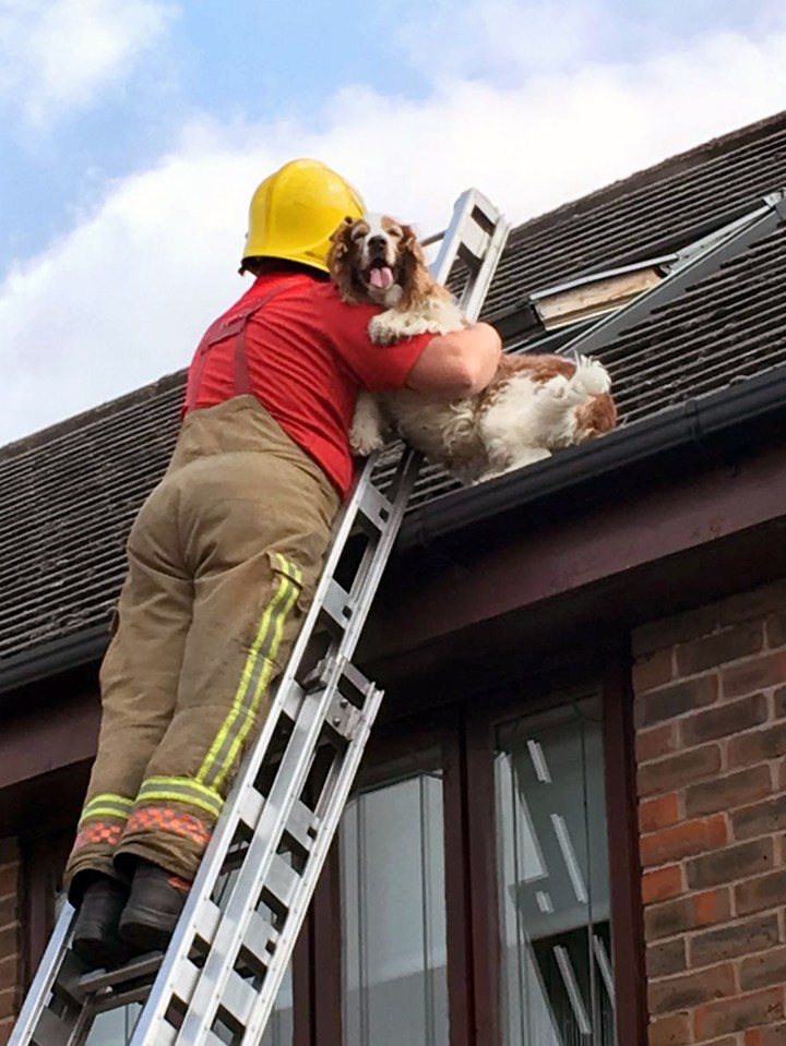  Every dog has its day: Millie sticks her tongue out as the firefighter grabs her to make sure she doesn't fall - the dog was eventually saved by being carried back through the window she climbed out of