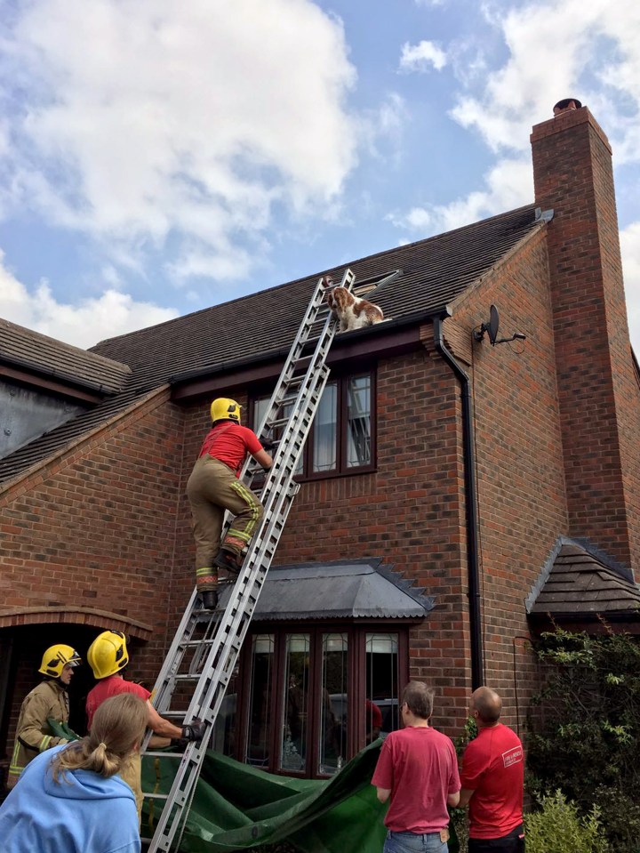  Firefighters and the animal rescue charity held a piece of tarpaulin to catch the dog if she fell