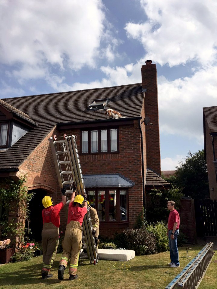  Dog on a hot tin roof? Millie spent two hours on the roof her family's home as firefighters and an animal charity coordinated a rescue effort