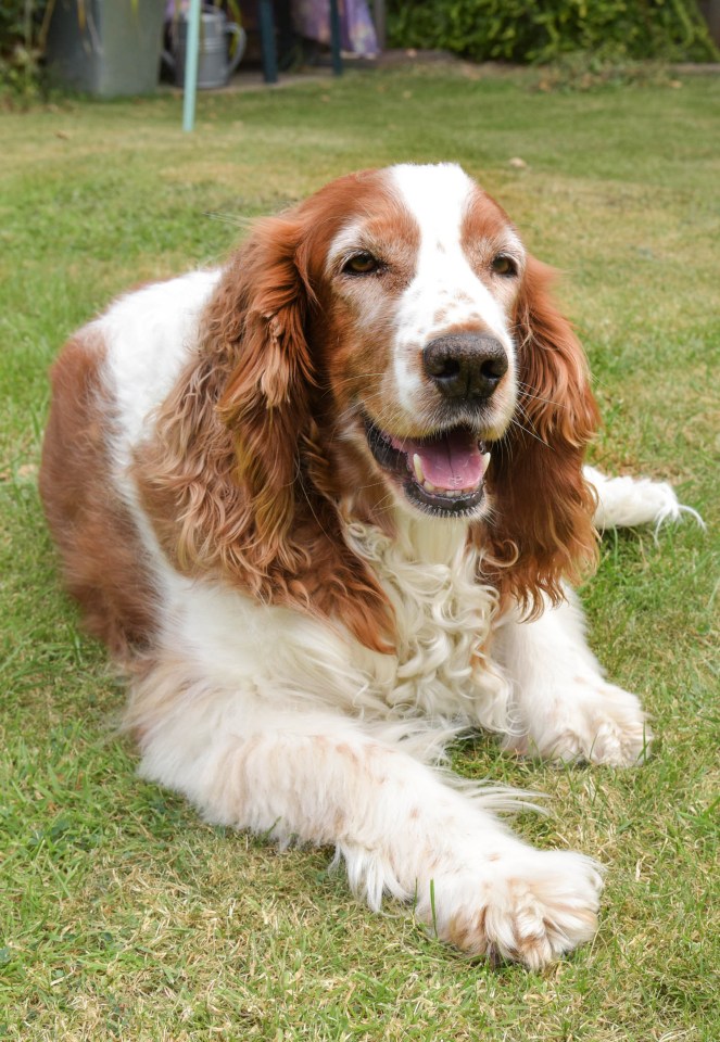  Grounded: Millie relaxes on the lawn days after her roof-topping antics