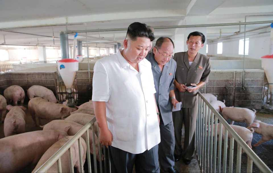  Kim Jong Un visits the Taedonggang Pig Farm as the South Korea war games rocked his border