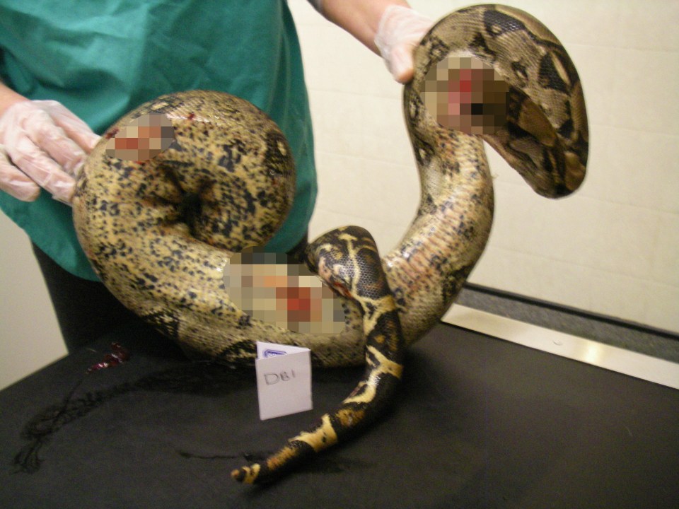  Police found Lampe with this snake's body, still moving, wrapped around her neck