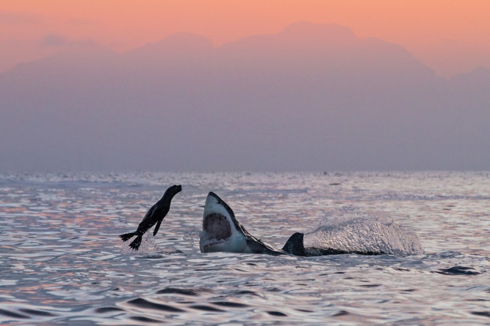  The seal took an unlucky dive out of the sea, and headed straight for the jaws of a great white shark