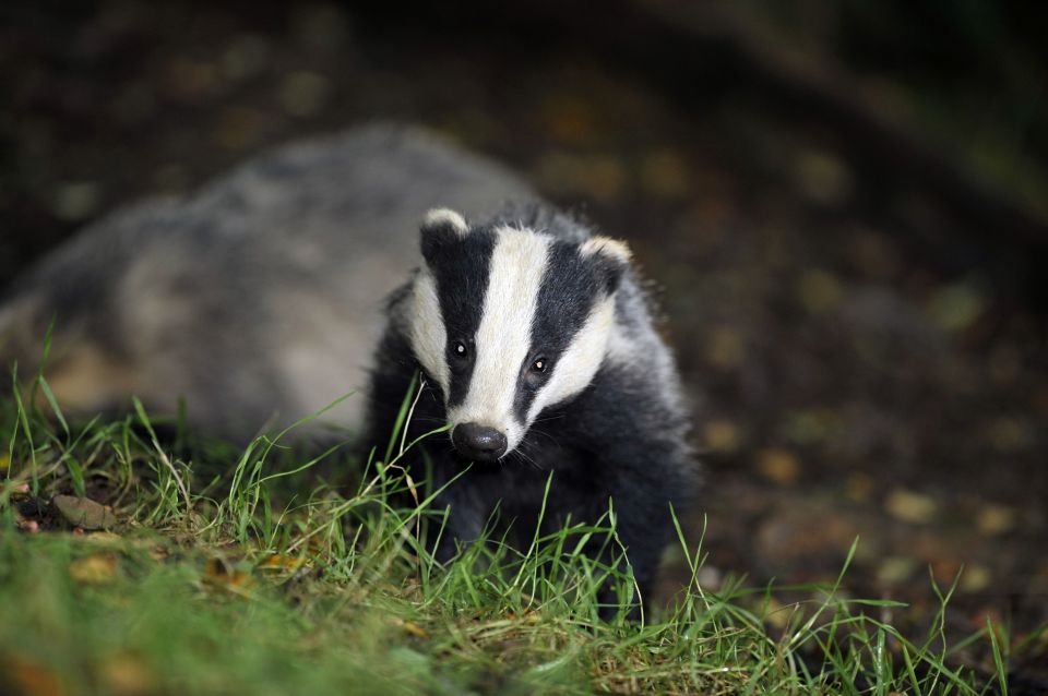  Shooting badgers to prevent the spread of bovine TB is to continue across the British countryside