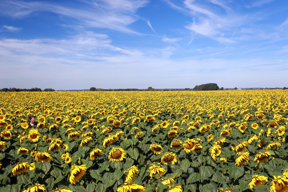  Sunflowers bloomed at Vine House Farm in Deeping St Nicholas, Lincolnshire, which grows 100 acres of the plant