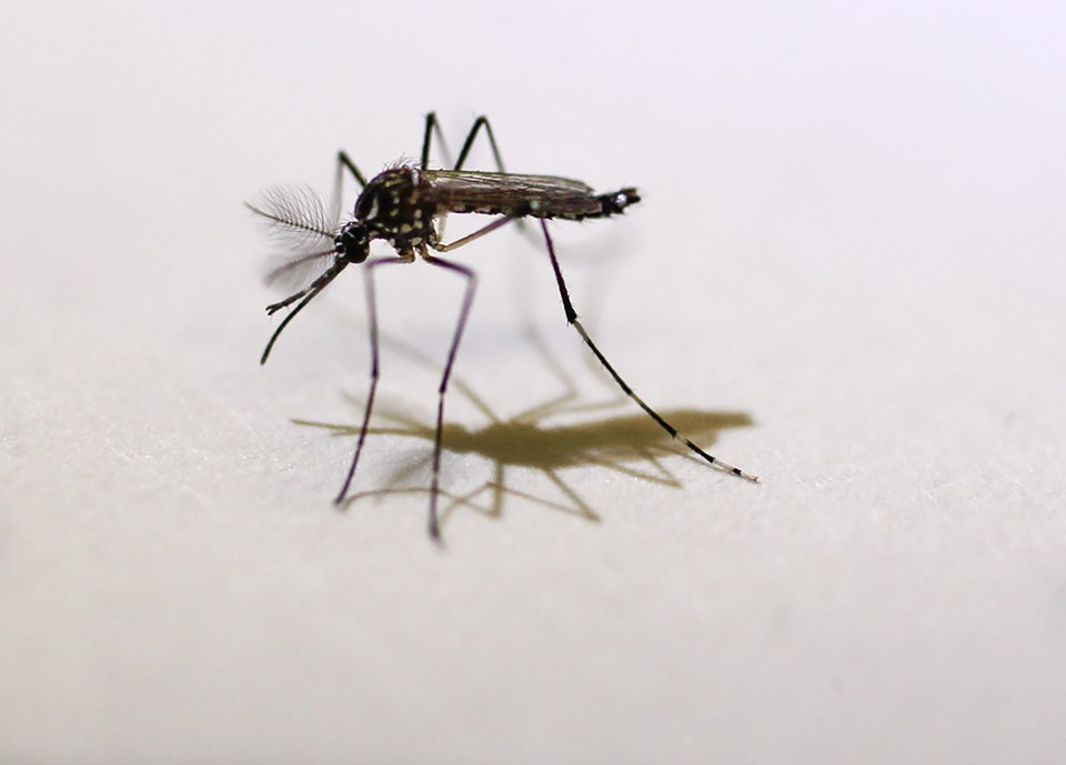  The virus is mostly spread through infected mosquitoes