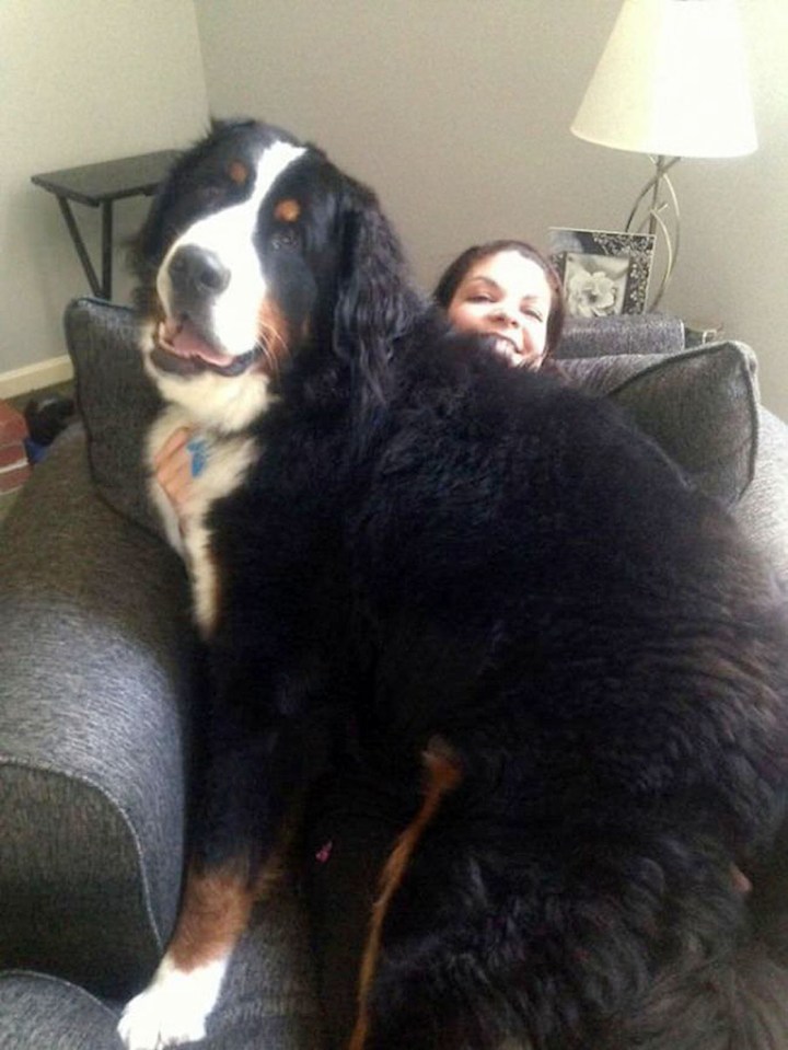  Teaching a large dog to sit can be tricky ...