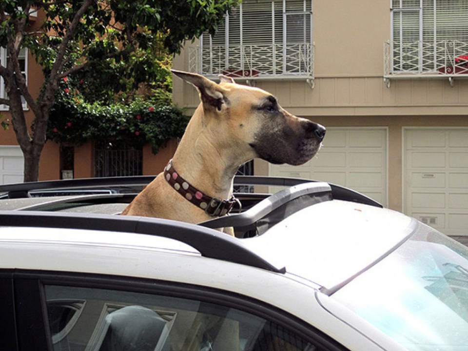  Sunwoof's open ... while this Great Dane enjoys some space via the car sunroof