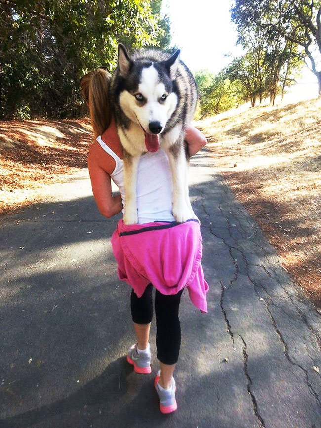  While this Husky wants to be carried like a puppy