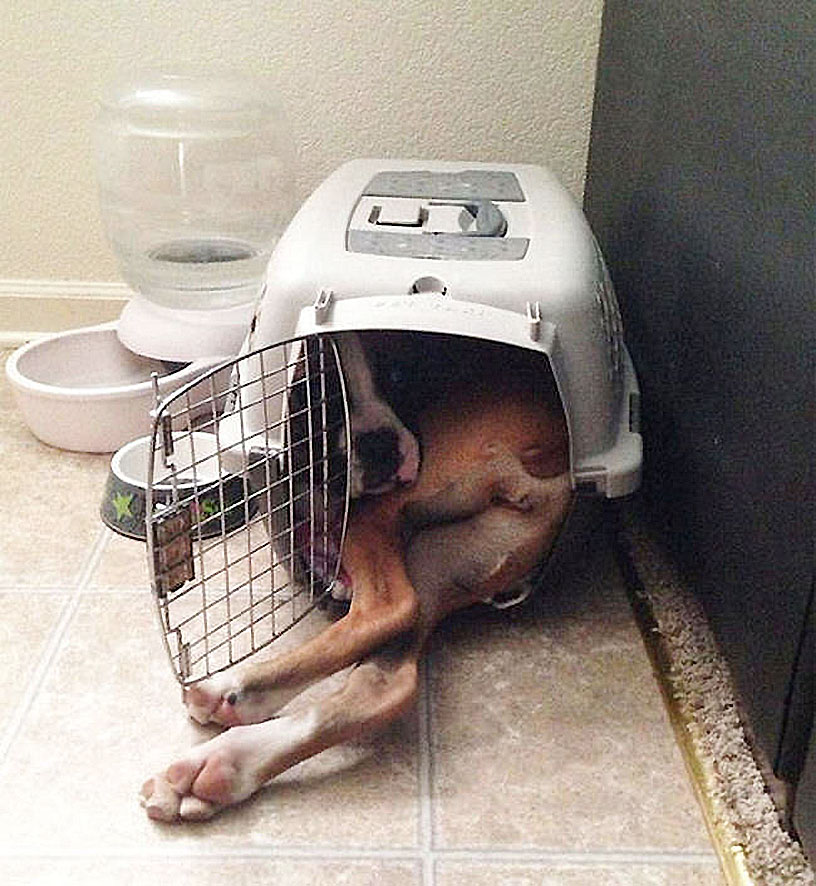  That's not going to work ... over sized canine finds it tricky to fit into his carry cage