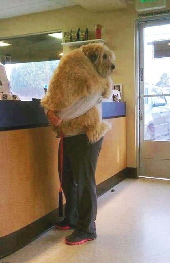  Hold on ... this oversized pooch doesn't see the problem with being carried by his owner