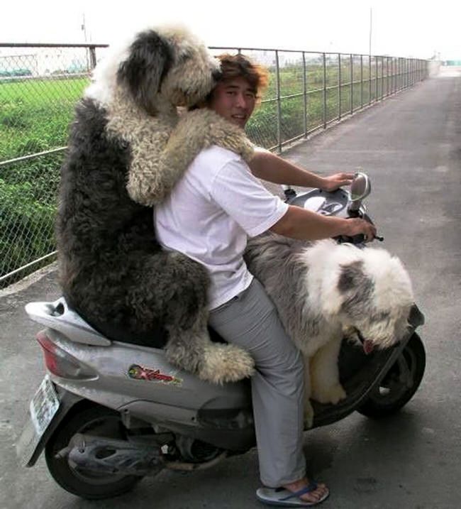  Sheepdogs hitch a ride not realising they are mutt too big for the scooter