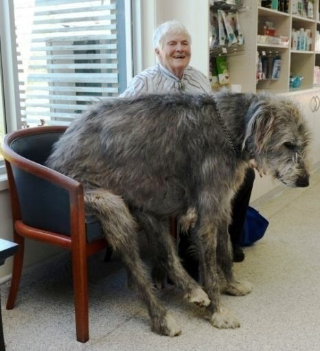  ... with this Wolfhound taking a seat for himself