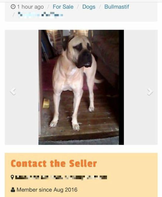  Bull mastiff Prince was stolen from the family's garden and sole on Gumtree