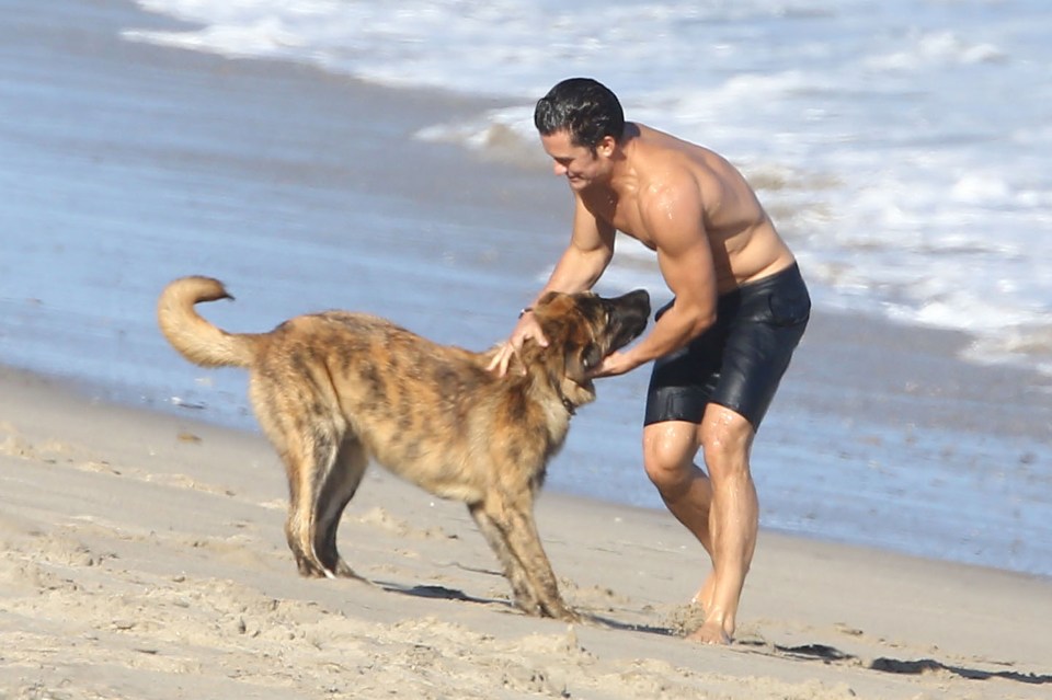  He looks happy as he stops to stroke a dog