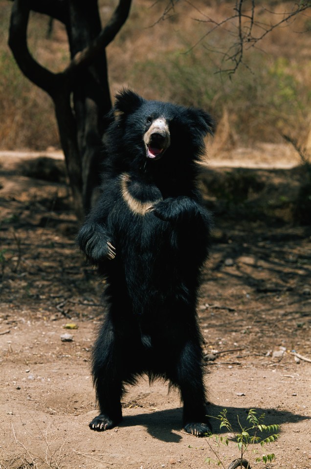  Despite their comic appearance, sloth bears have been known to kill and even eat people