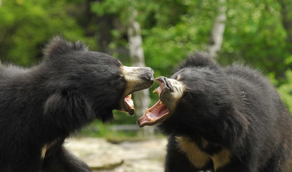  Agressive ... Sloth bears are known for their viciousness and have killed dozens in recent years