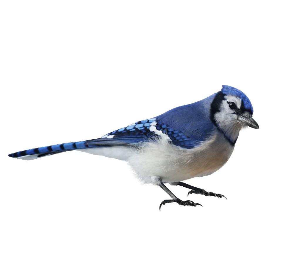  Blue-Jays use ants to get rid of parasites