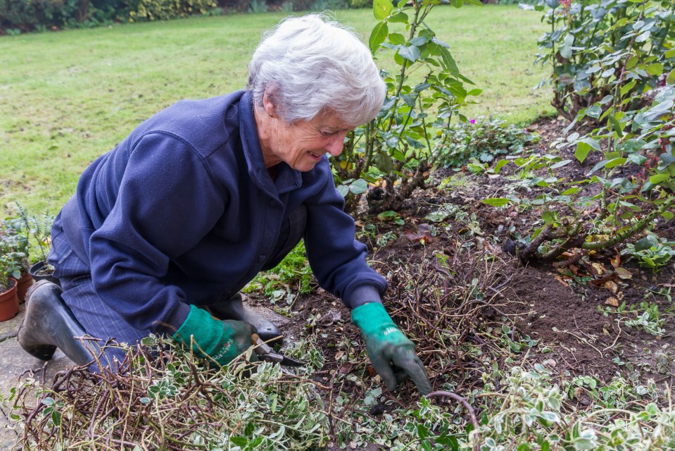  Garden hearty . . . pottering in the garden for half an hour a day can protect OAPs from heart attacks or strokes