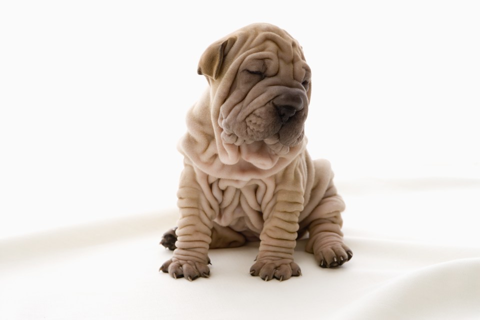  Georgia also compared her rolls to a Shar-Pei dog