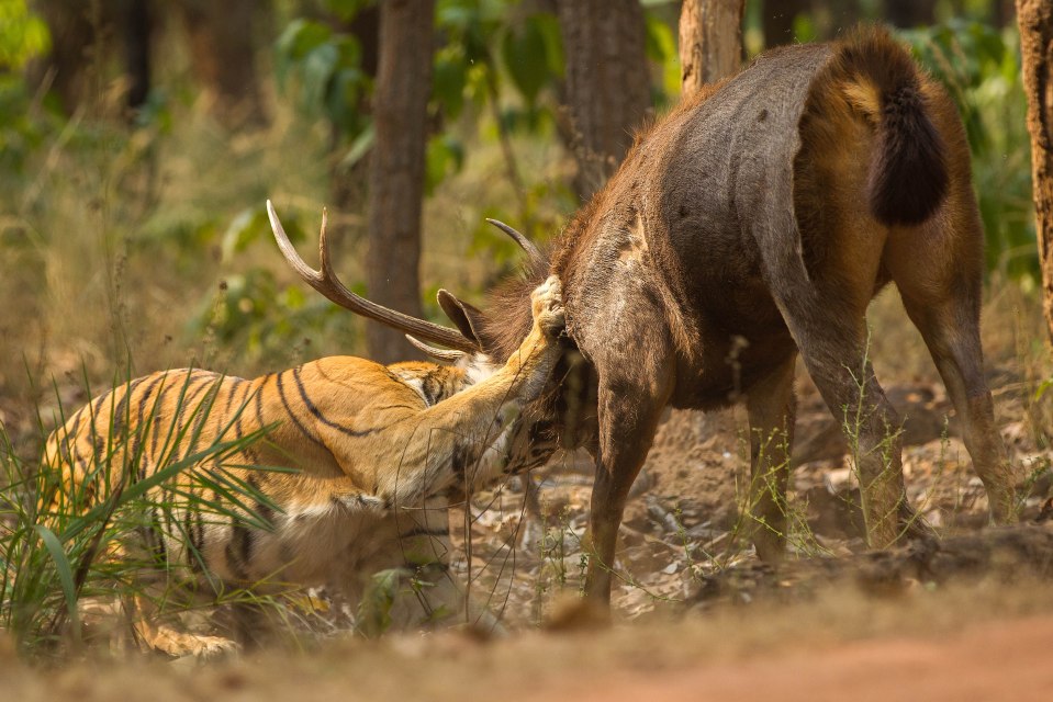  The beasts squared up to one another during the fearsome standoff which eventually saw the stag escape