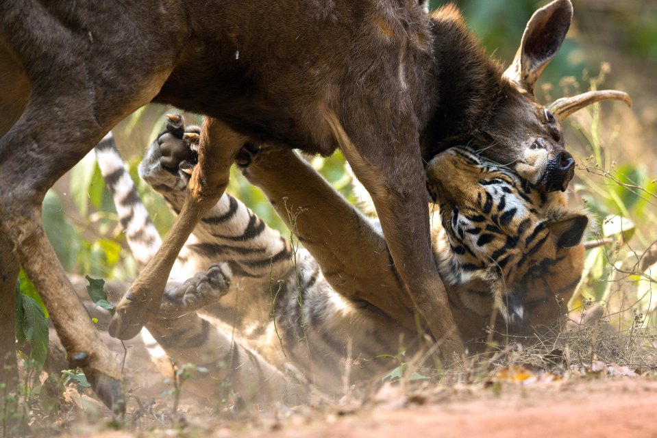  Sudhir said: 'At one point the tigress managed to bring the deer down, and one of the cubs climbed on top of the deer.'