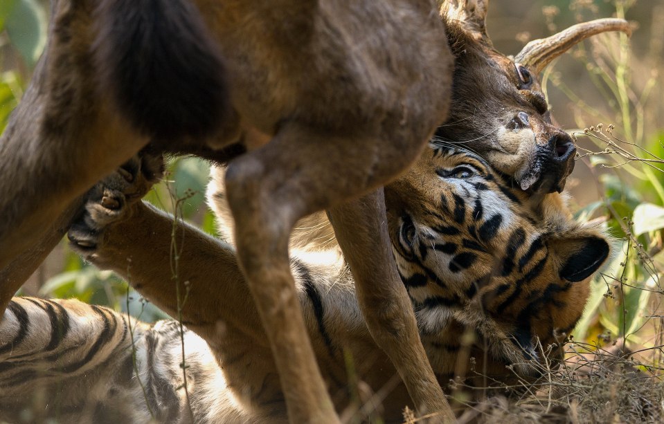  Sudhir revealed the stag was left very bloodied by the encounter but he still managed to get away with his life