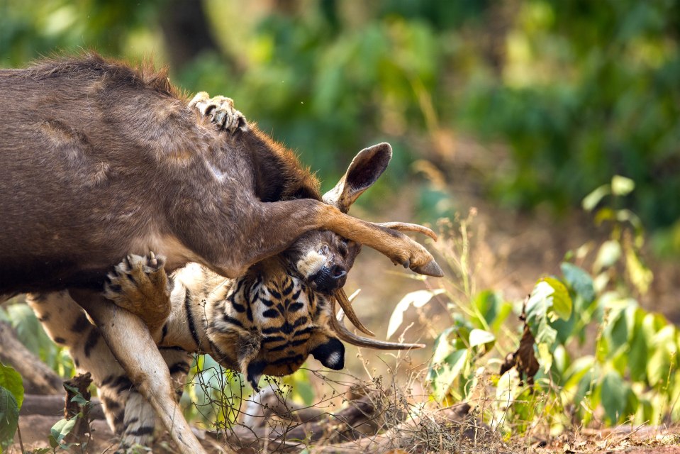  The stag drove its antlers into the hungry carnivore's face in its effort to escape with its life