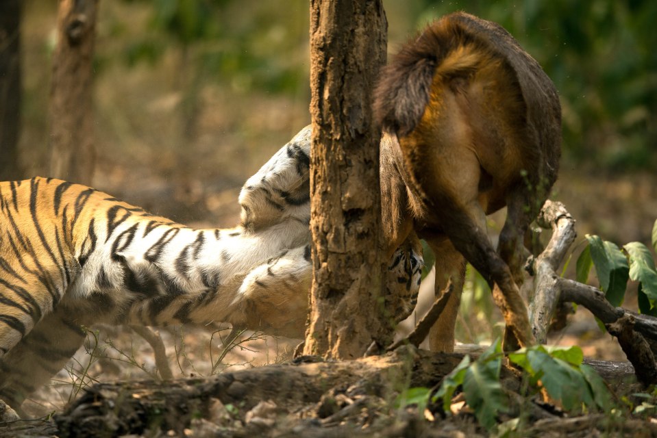  The awesome display took place in the Bandhavgarh Tiger Reserve, in Madhya Pardesh, India as a group was on a safari