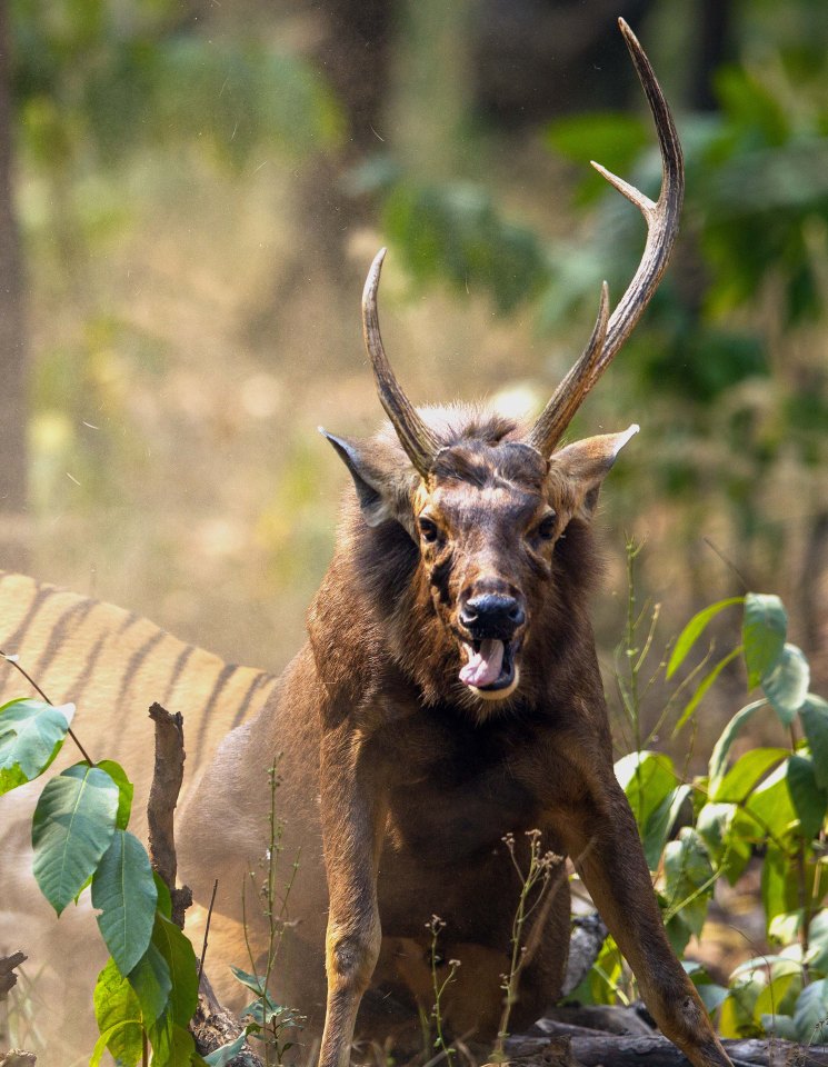  The stag seems to pant during the attack as the striped beast attempts to savage him from behind