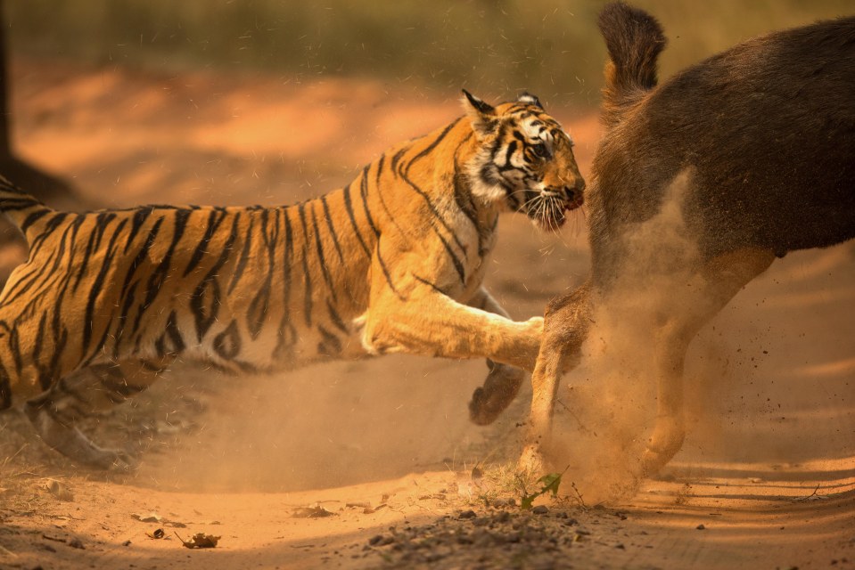  Sudhir revealed the tigress has four cubs which she has to feed frequently 