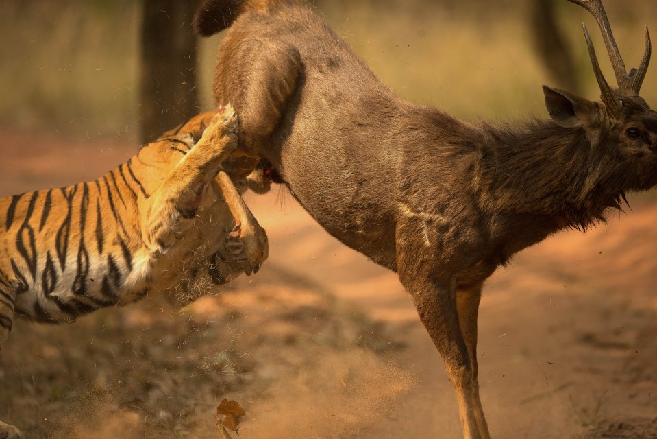  The two beasts clashed in India and were caught on camera by photographer Sudhir Shivaram