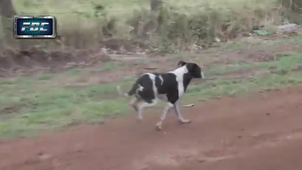  Lucky pup continues its run along the course seemingly unaware how close it was to death